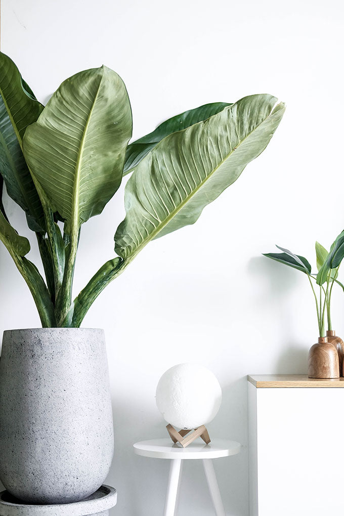 Plant