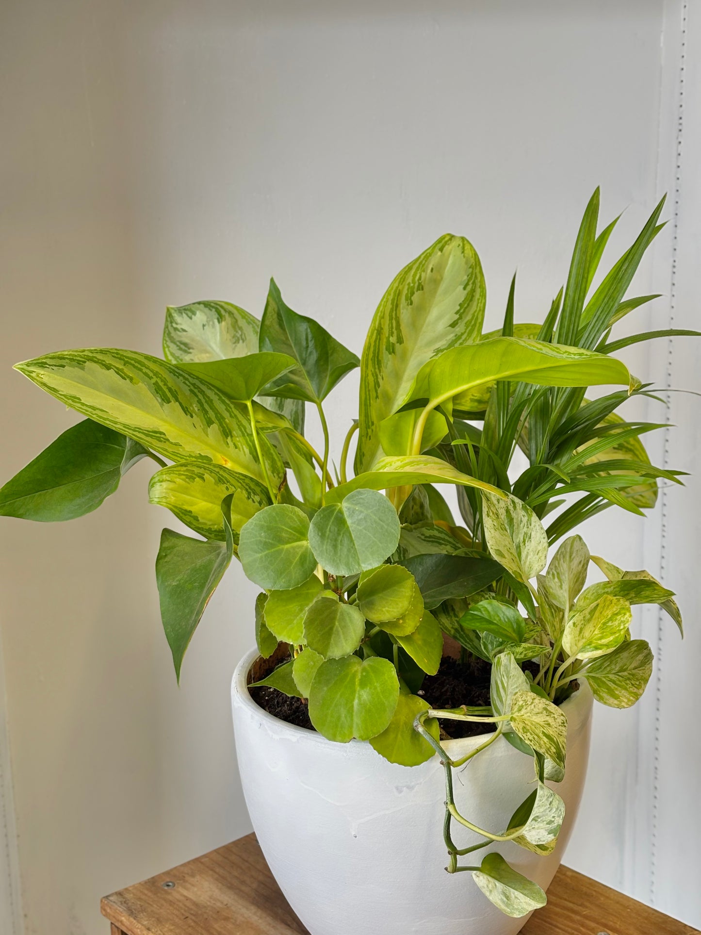 Assorted Plant Arrangement